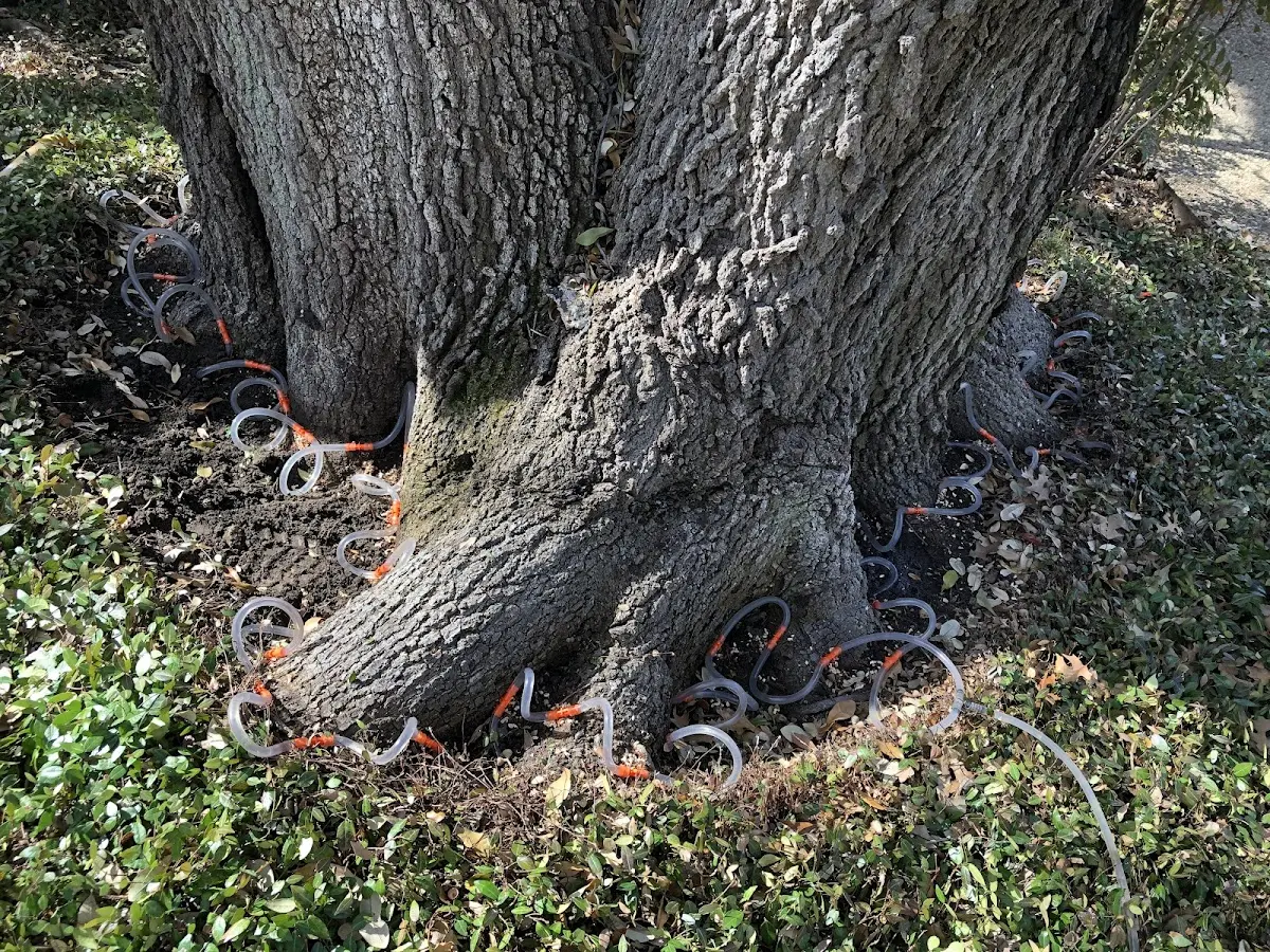 Detailed Tree Cabling and Bracing job site in Allamuchy