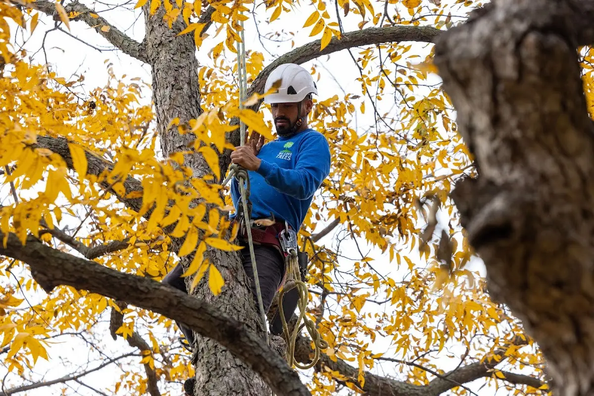 Skilled Tree Pruning crew working in Allamuchy